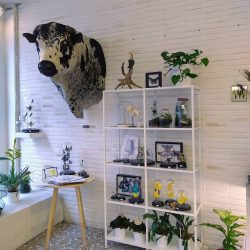 Nguni stier XXL, borstpreparaat