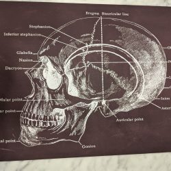 poster schedel