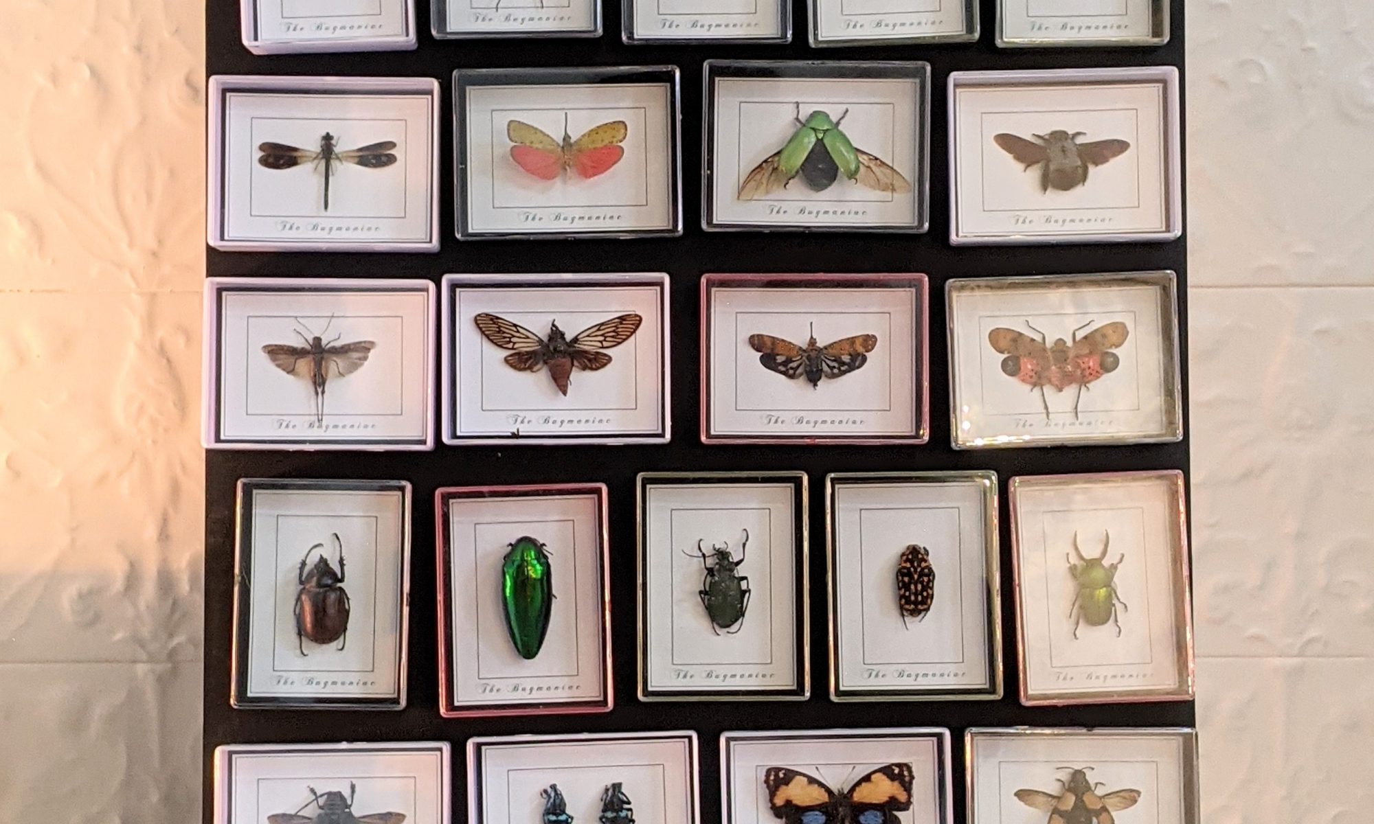 magneten insecten