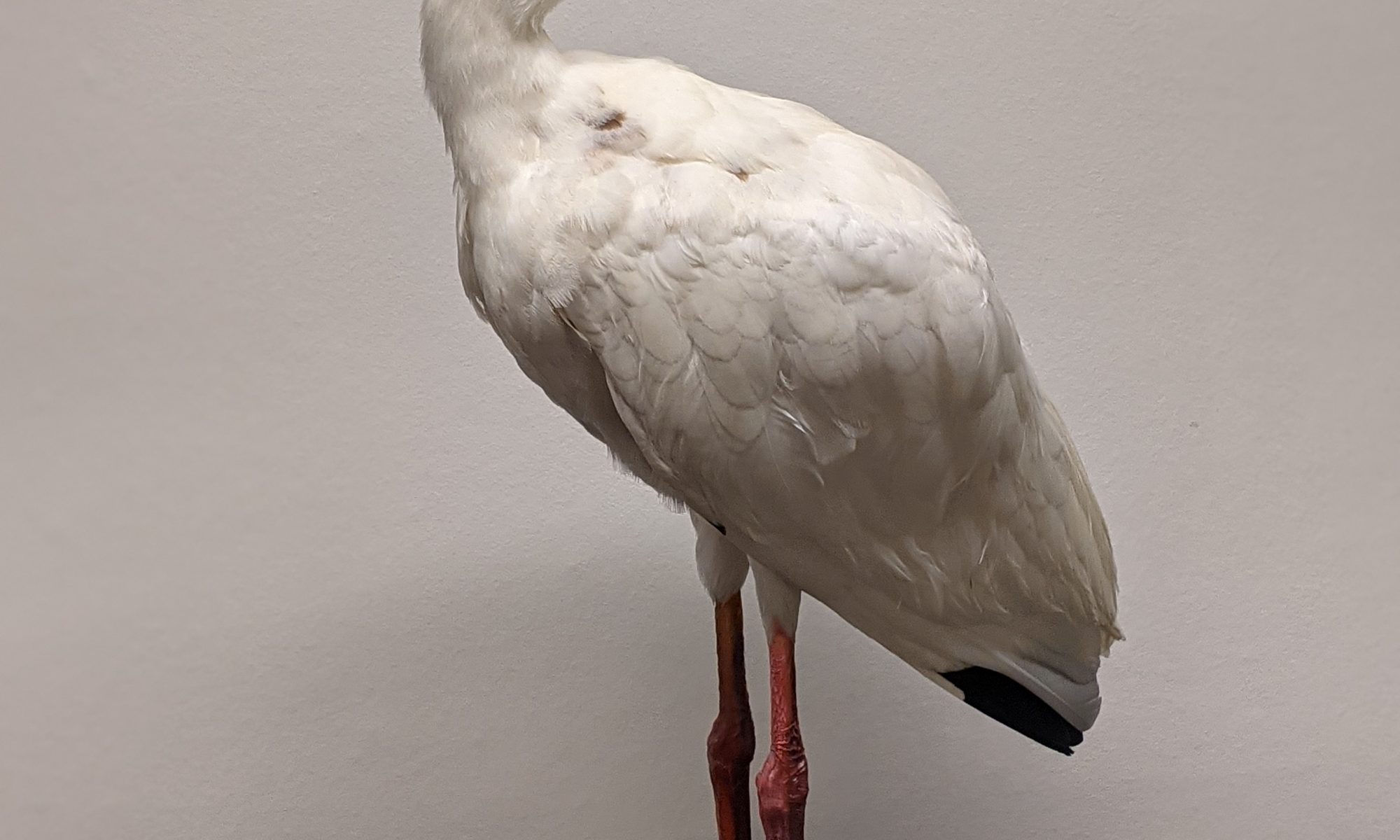 Amerikaanse witte ibis