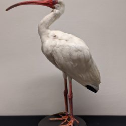 Amerikaanse witte ibis