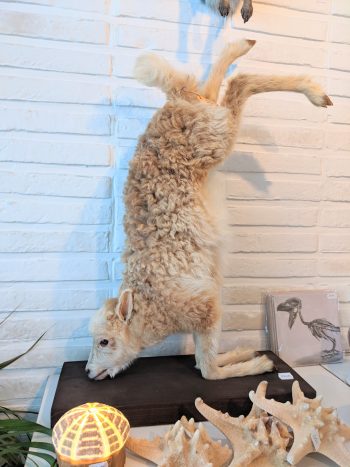 taxidermie lam