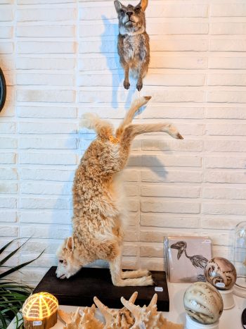 taxidermie lam