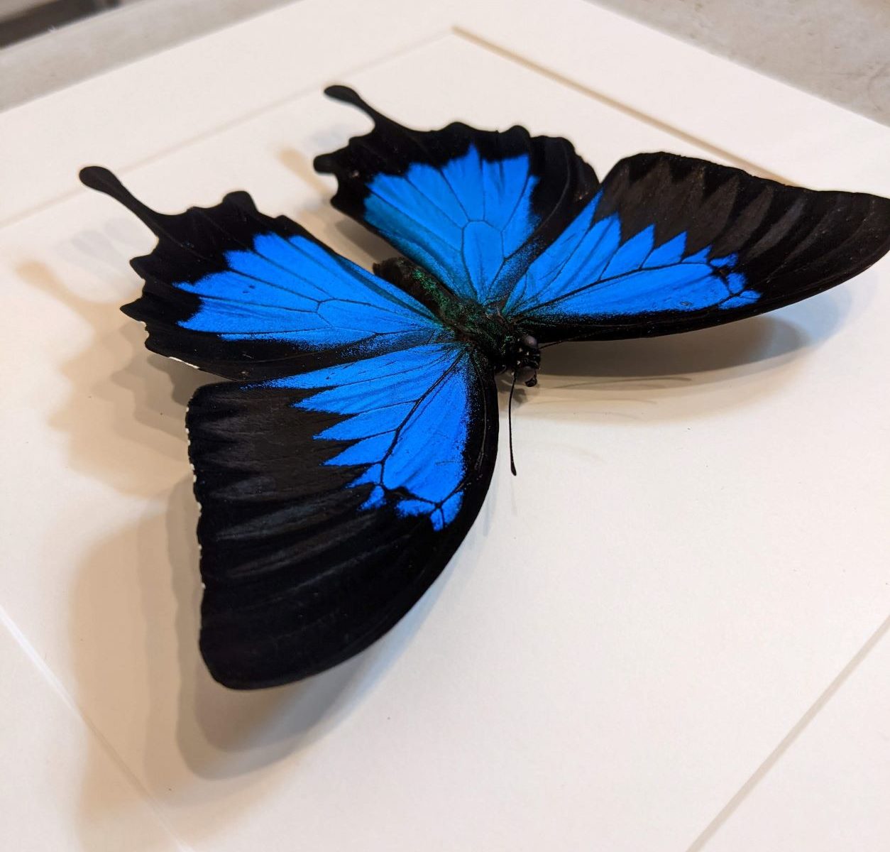 Papilio Ulysses