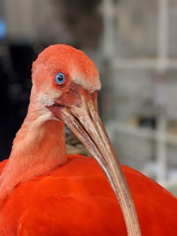 Taxidermie rode ibis