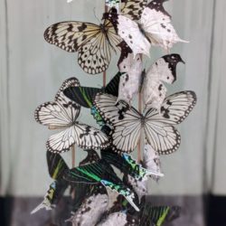 antieke stolp vlinders