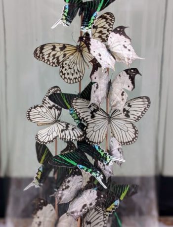 antieke stolp vlinders