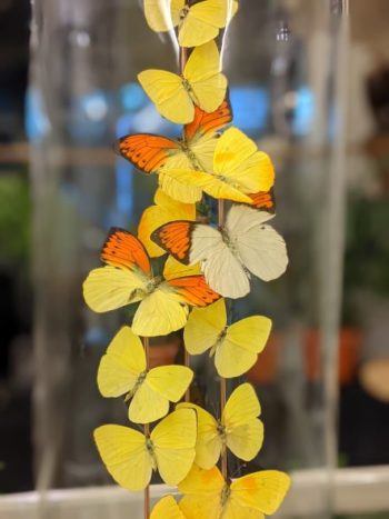 stolp gele vlinders