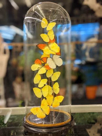 antieke stolp met gele vlinders