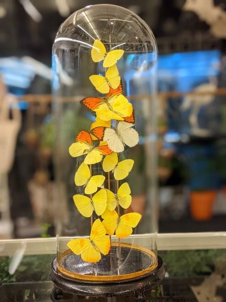 antieke stolp met gele vlinders