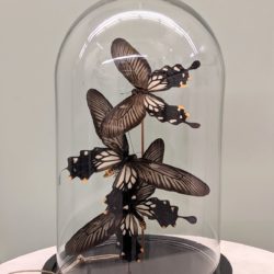Papilio Losaria