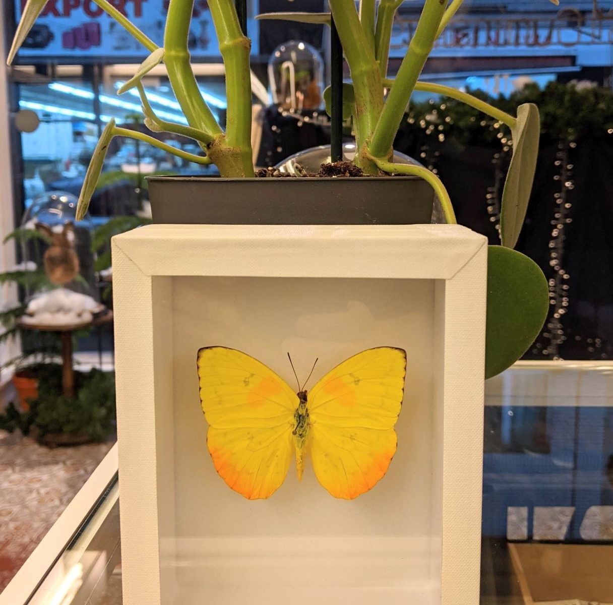 museumkader met gele vlinder