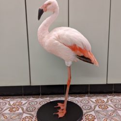 opgezette flamingo