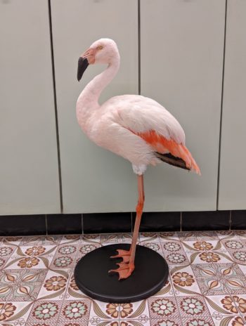 opgezette flamingo