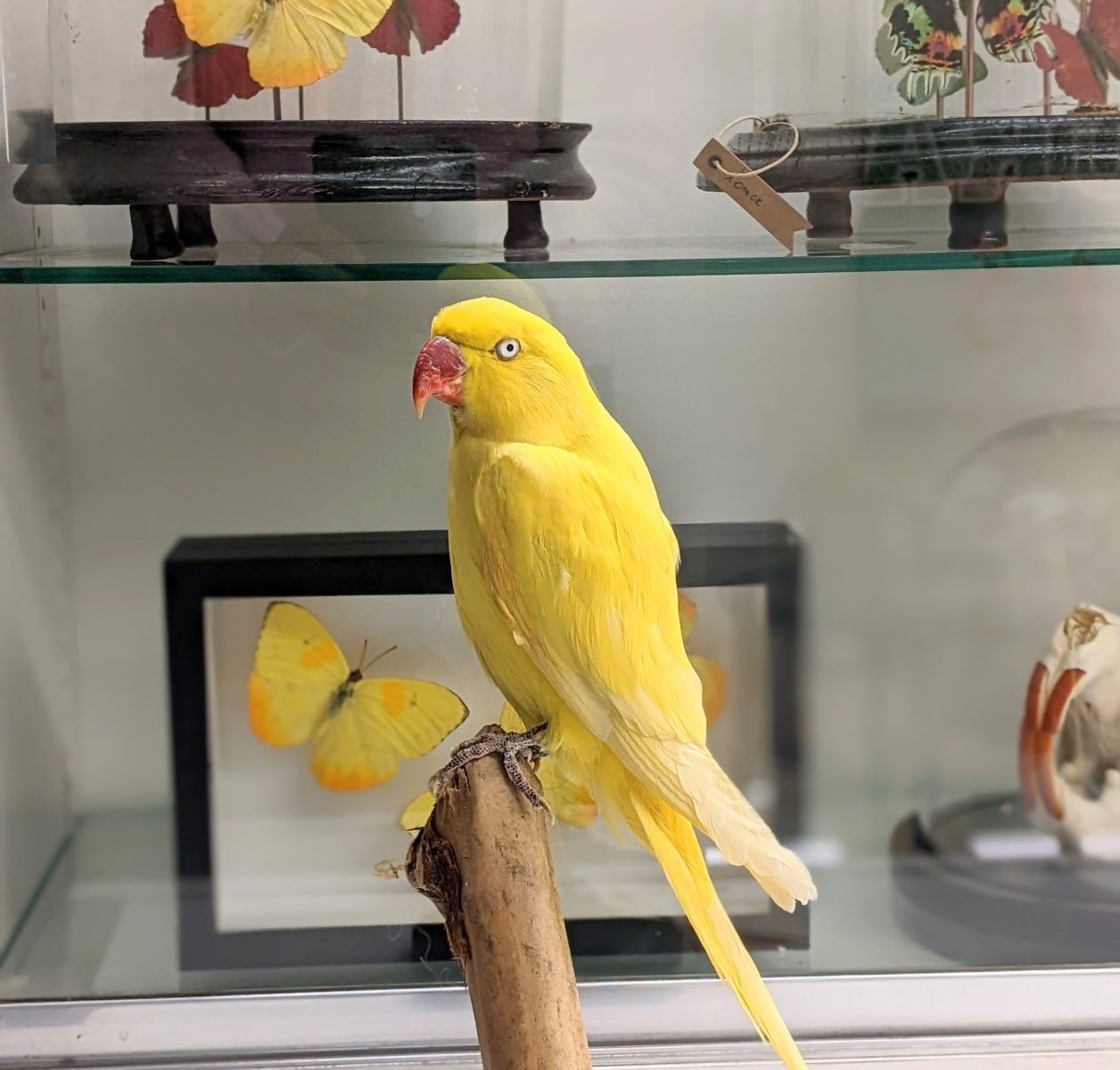 gele halsbandparkiet bij INScT & Co