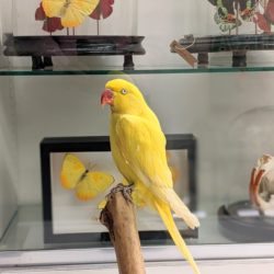 gele halsbandparkiet bij INScT & Co