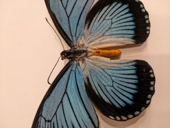 detail Papilio Zalmoxis