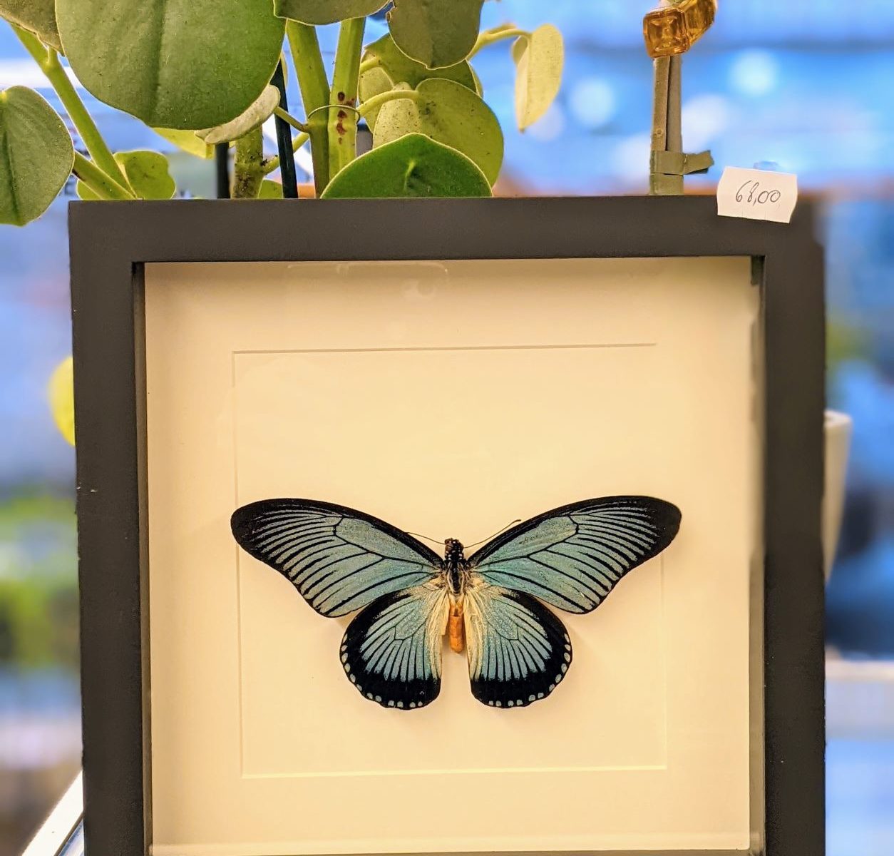 Papilio Zalmoxis in kader