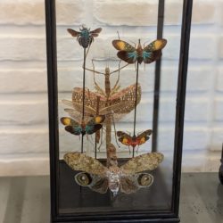 display met insecten