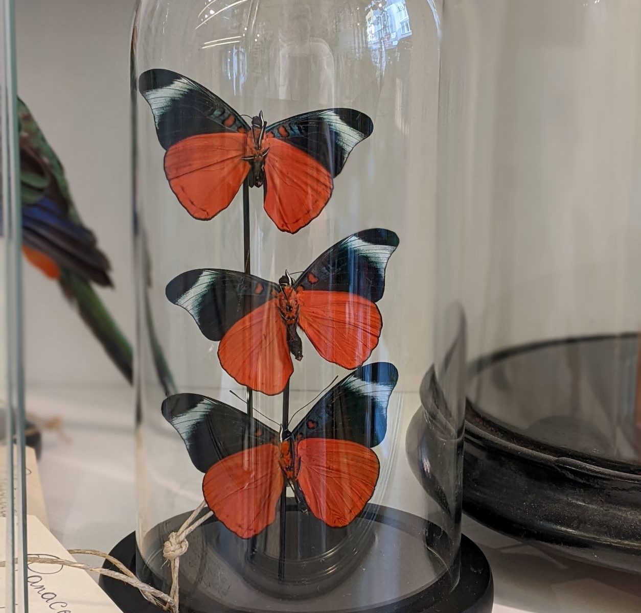 stolp met oranje vlinders