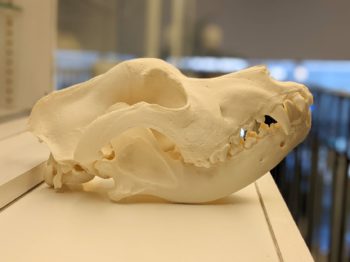 schedel Deense Dog