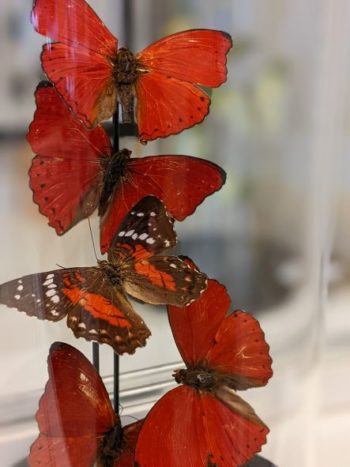 rode vlinders in stolp