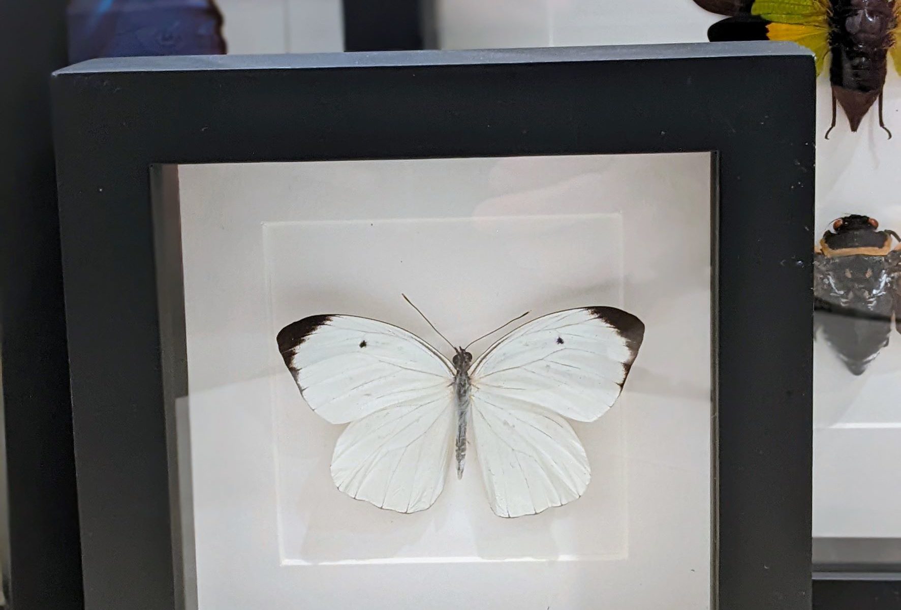 witte vlinder in kader