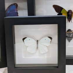 witte vlinder in kader