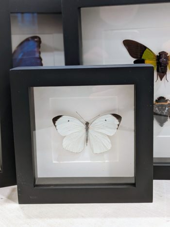 witte vlinder in kader