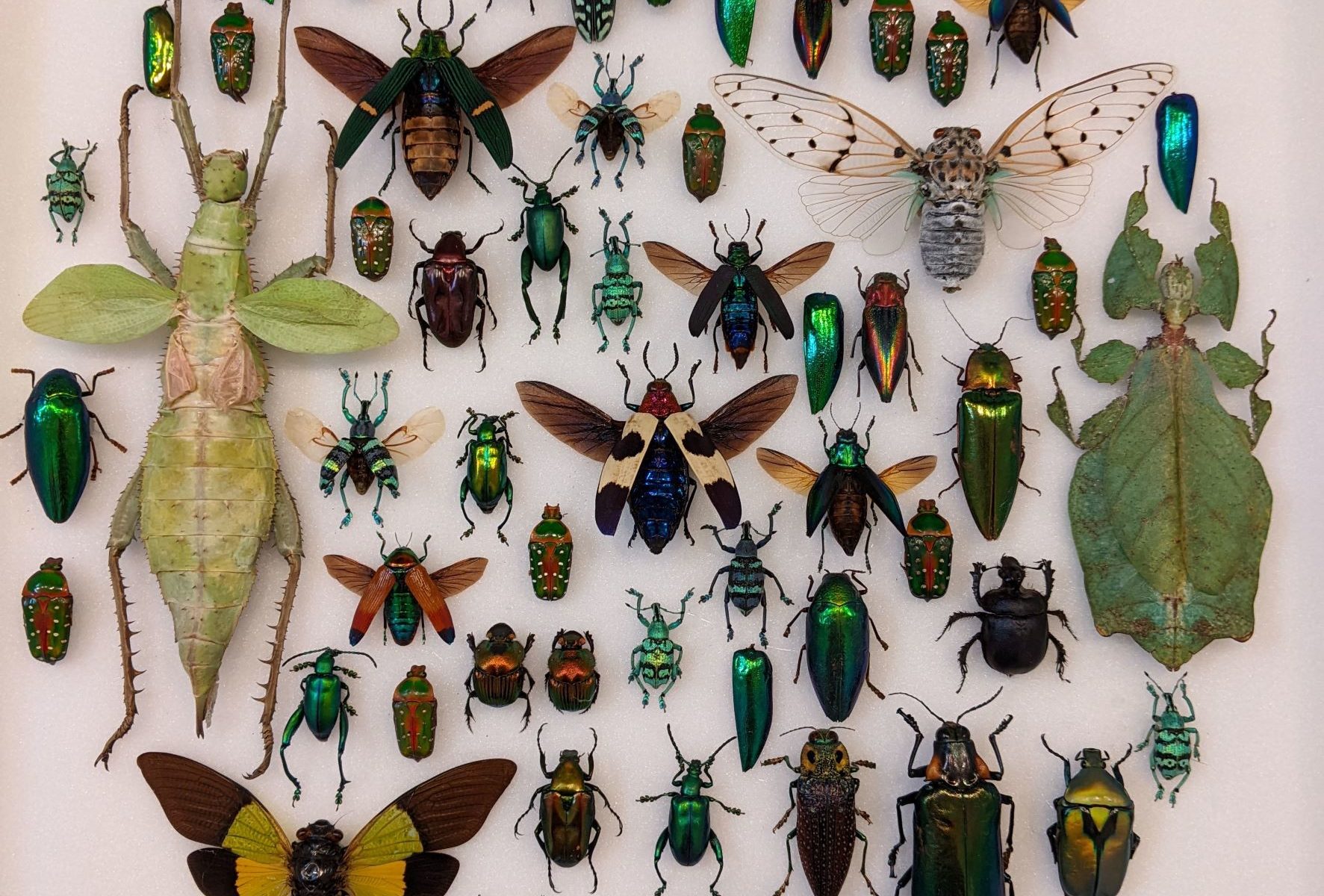 museumkader mix insecten groen