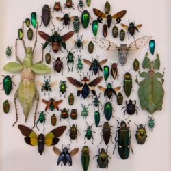 museumkader mix insecten groen