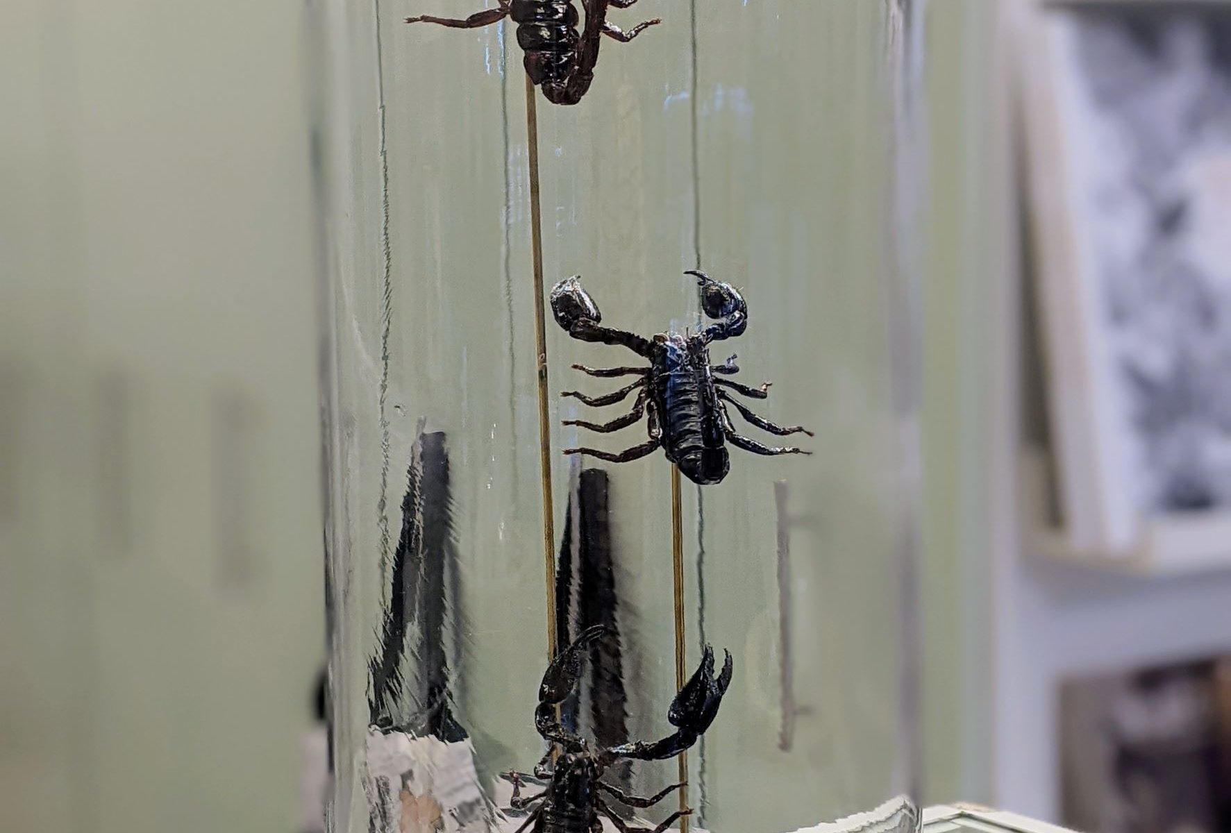 stolp schorpioenen
