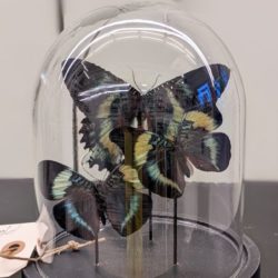 stolp met vlinders