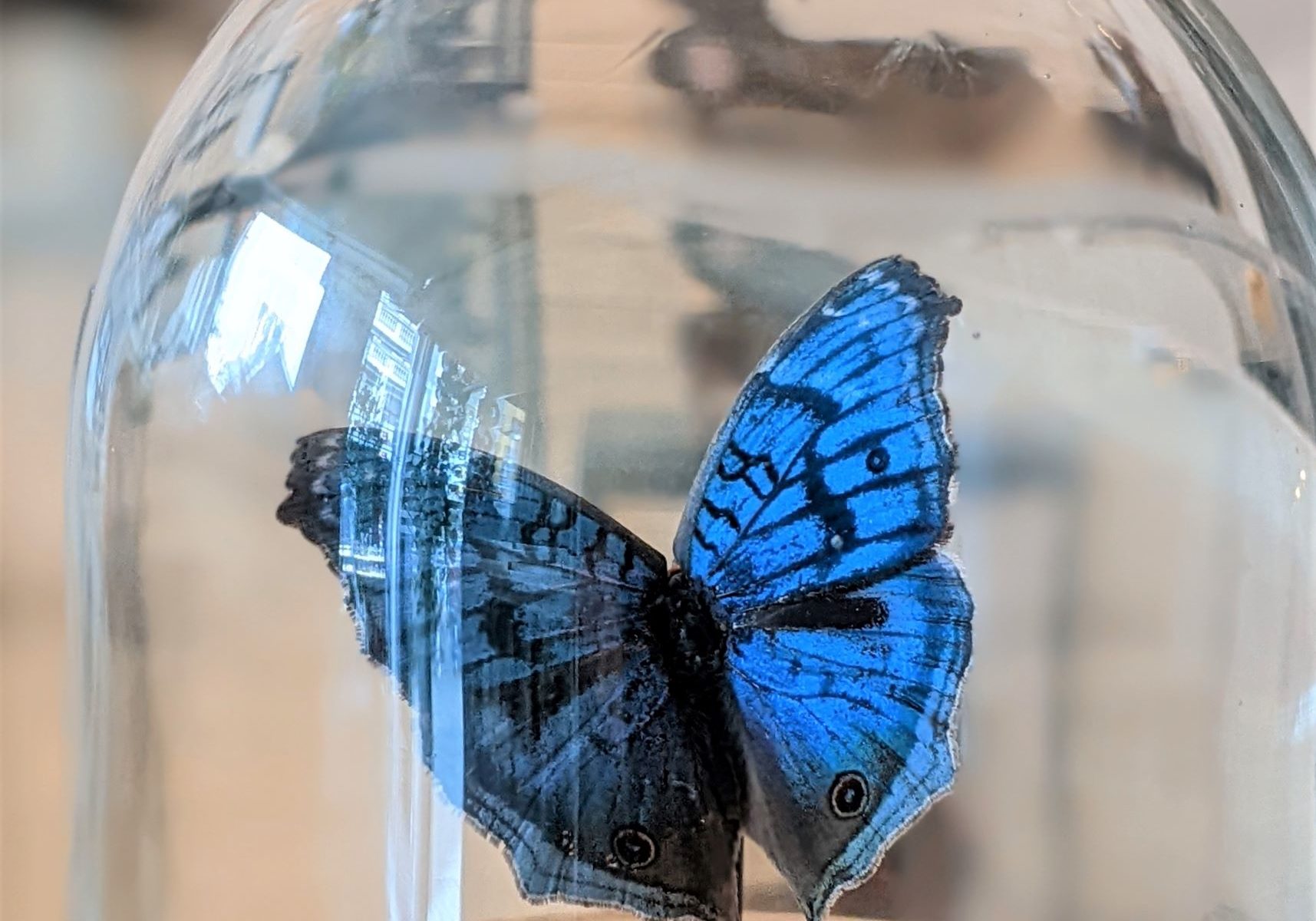 blauw vlindertje in stolp