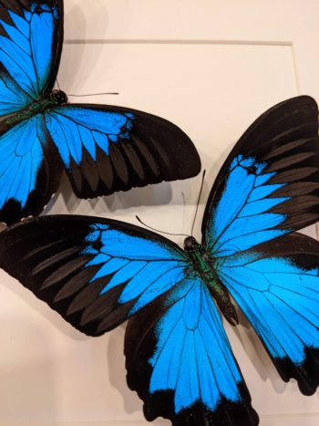 detail Papilio Ulysses Ulysses