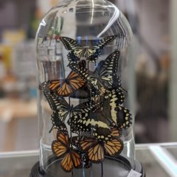 stolp vlinders