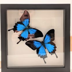 blauwe vlinder in kader