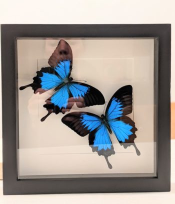 blauwe vlinder in kader