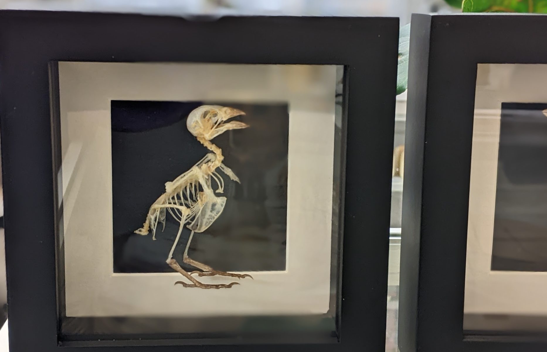 skelet vogel in kader