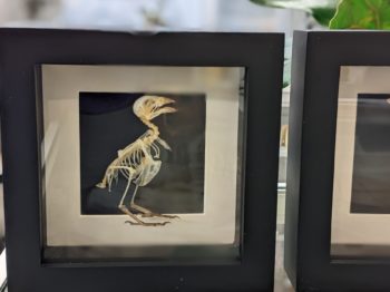 skelet vogel in kader