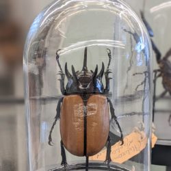 Voorschot Kids & INScT zat 04/07/26 om 10u