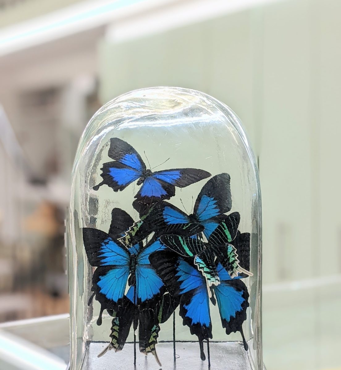 stolp blauwe vlinders