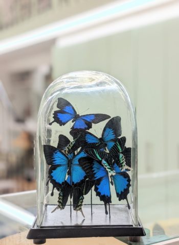 stolp blauwe vlinders