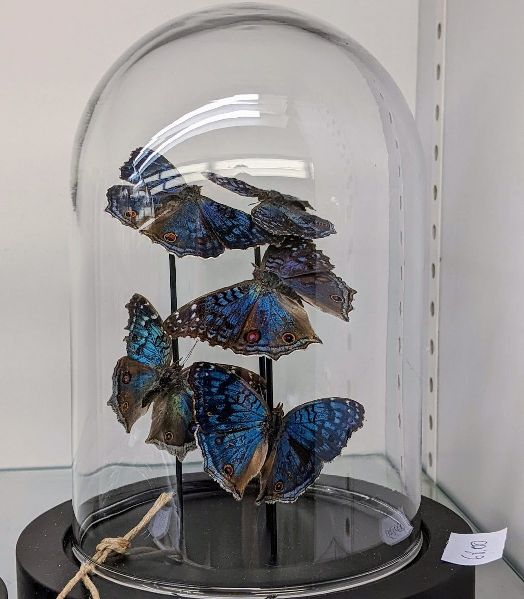 blauwe vlinders in stolp