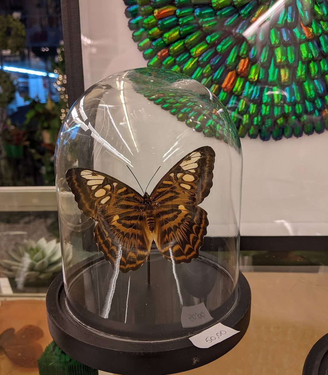 vlinder in stolp