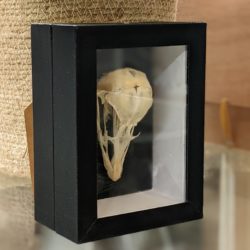 schedel struisvogelkuiken