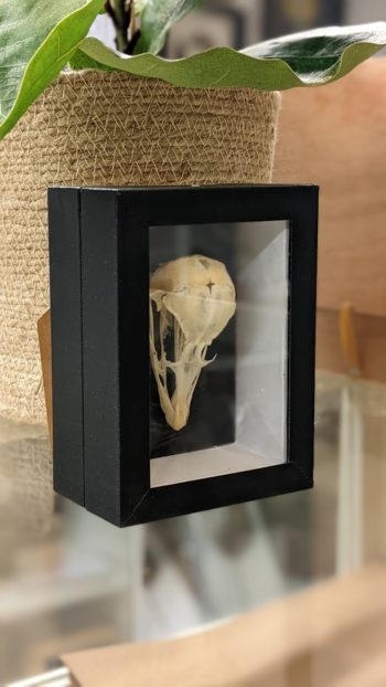 schedel struisvogelkuiken