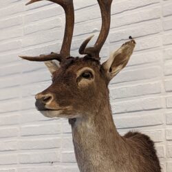 trofee damhert