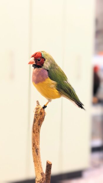 Gouldamadine pastel - Afbeelding 3