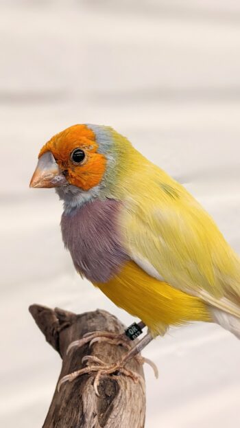Gouldamadine pastel - Afbeelding 2
